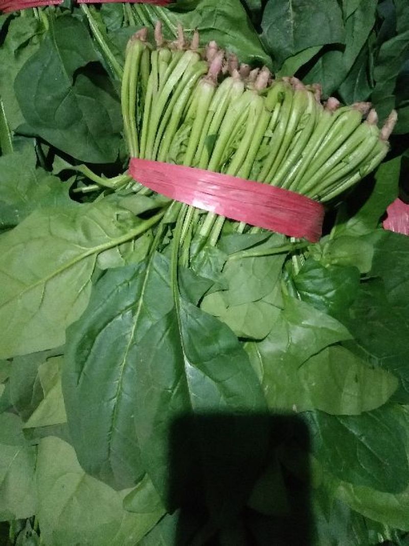 大叶菠菜25~30厘米