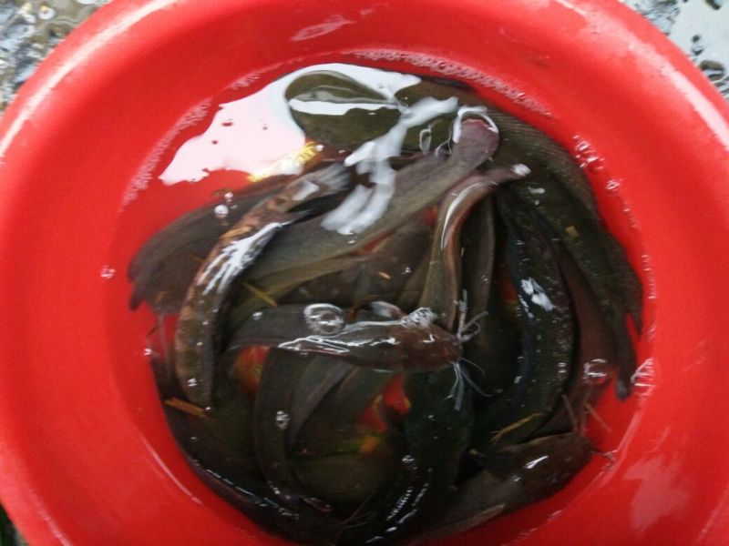 胡子鲶食用