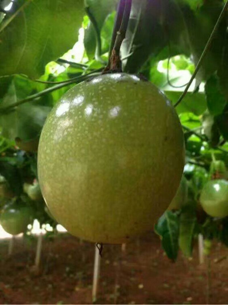 满天星百香果苗30~50cm