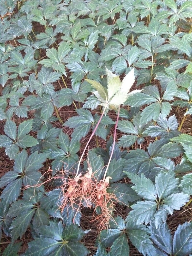 三七苗10cm以下