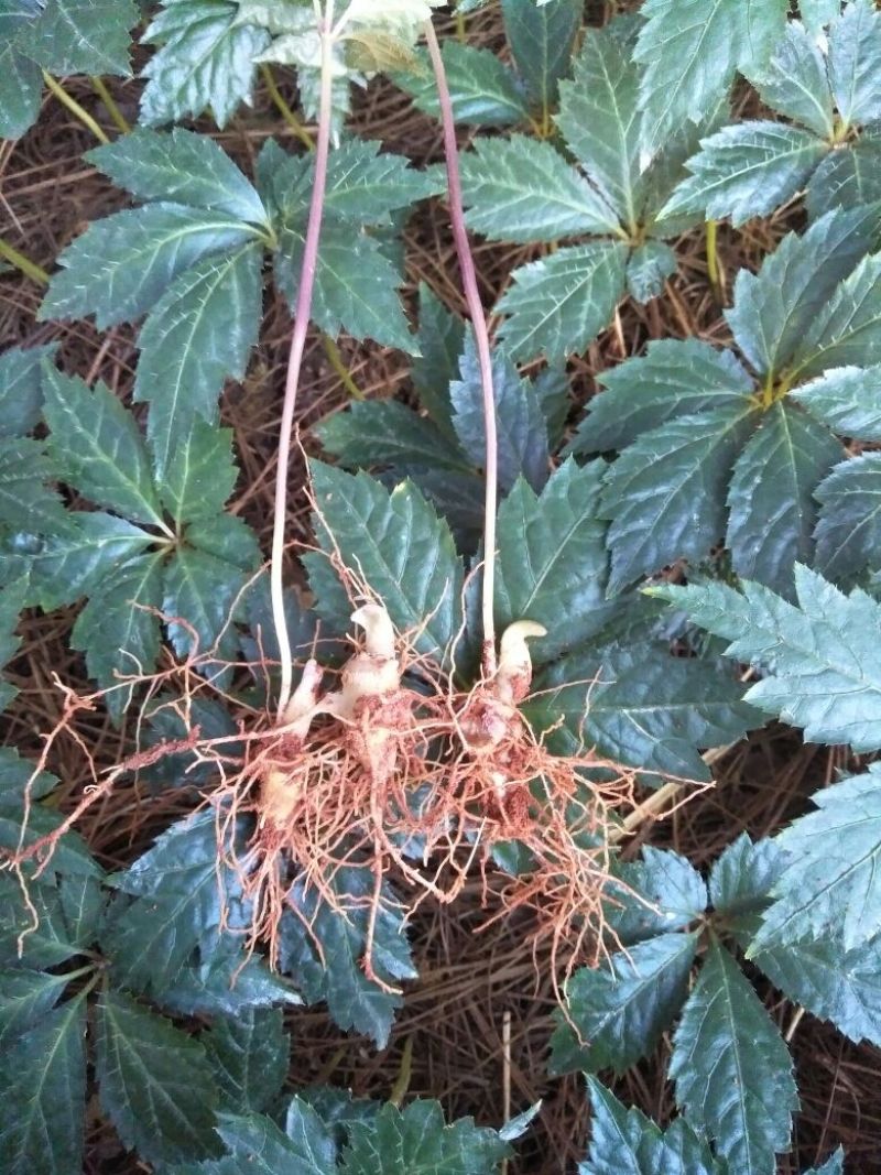 三七苗10cm以下