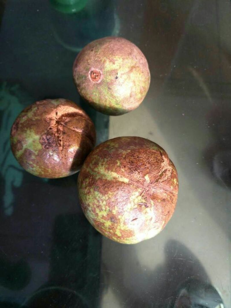 山茶油果大籽