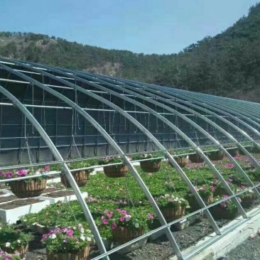 花卉大棚几字钢型大棚