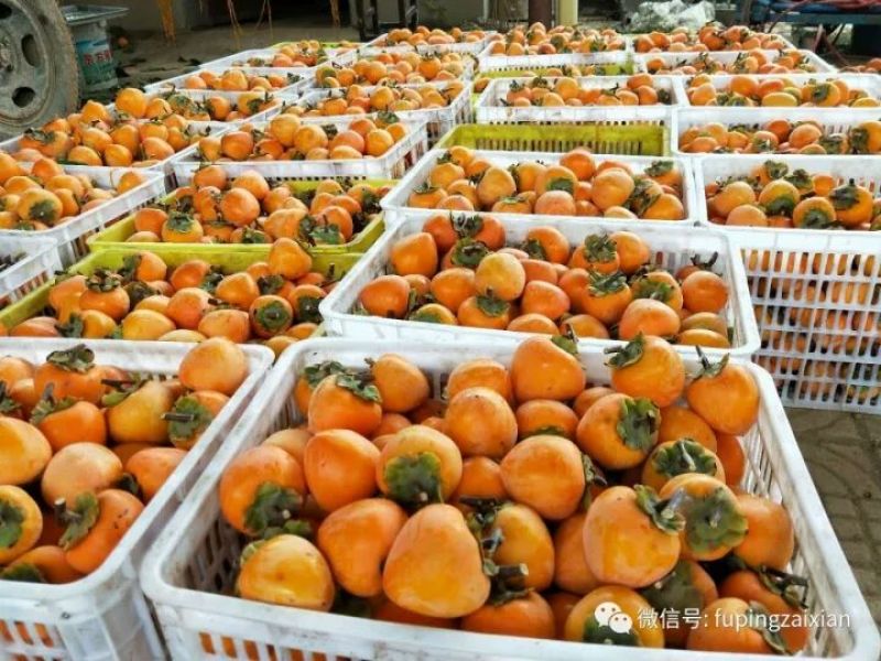 柿饼2~2.5两