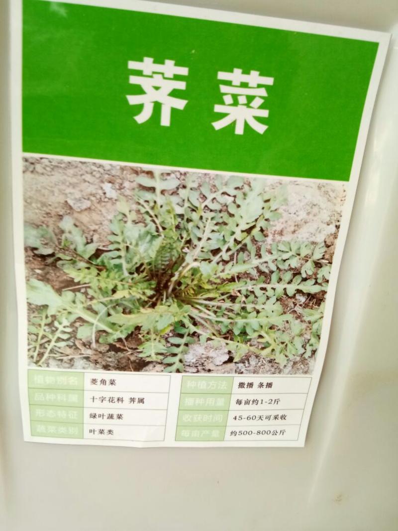 荠菜种子纯野生荠菜种子大叶荠菜野菜种籽孑有机地菜盆栽春季