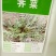 荠菜种子纯野生荠菜种子大叶荠菜野菜种籽孑有机地菜盆栽春季