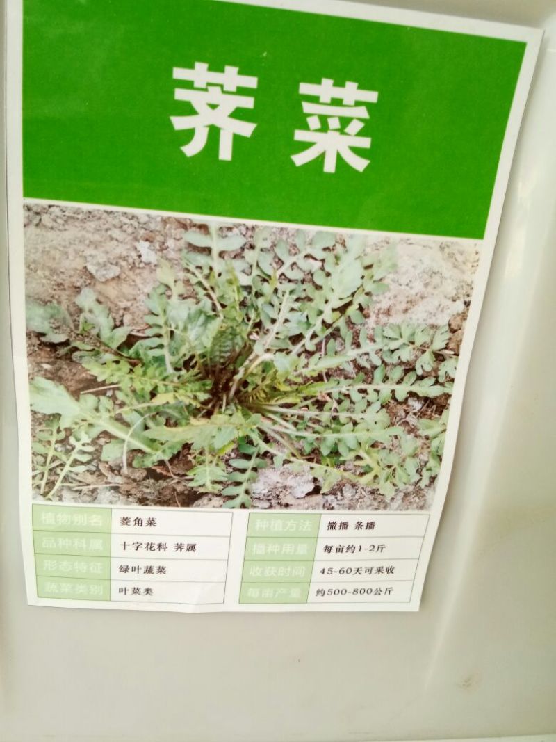 荠菜种子纯野生荠菜种子大叶荠菜野菜种籽孑有机地菜盆栽春季