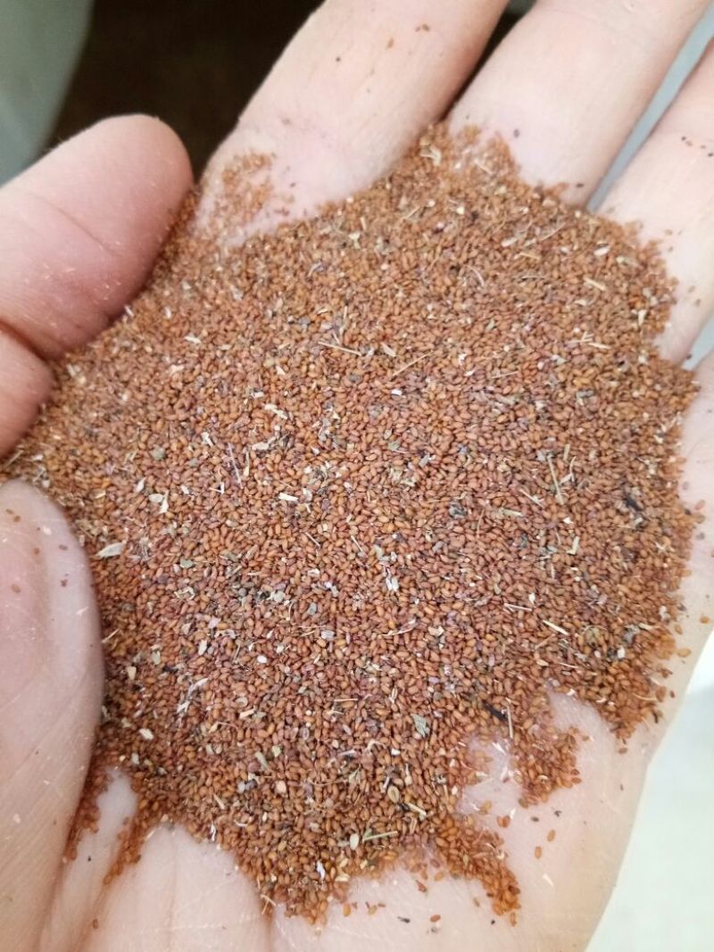 荠菜种子纯野生荠菜种子大叶荠菜野菜种籽孑有机地菜盆栽春季