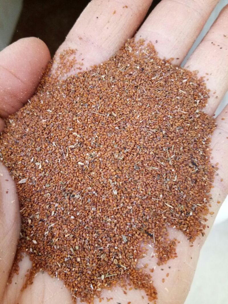 荠菜种子纯野生荠菜种子大叶荠菜野菜种籽孑有机地菜盆栽春季