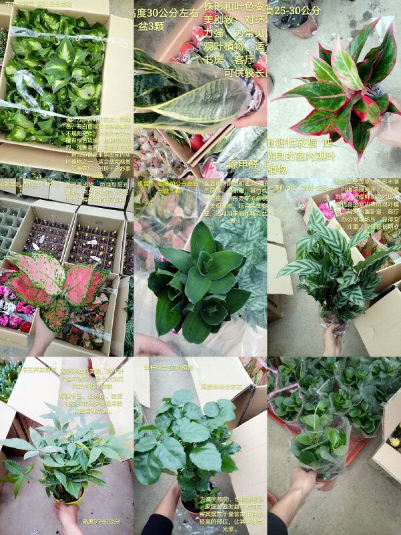 发财树单杆发财树品种齐全