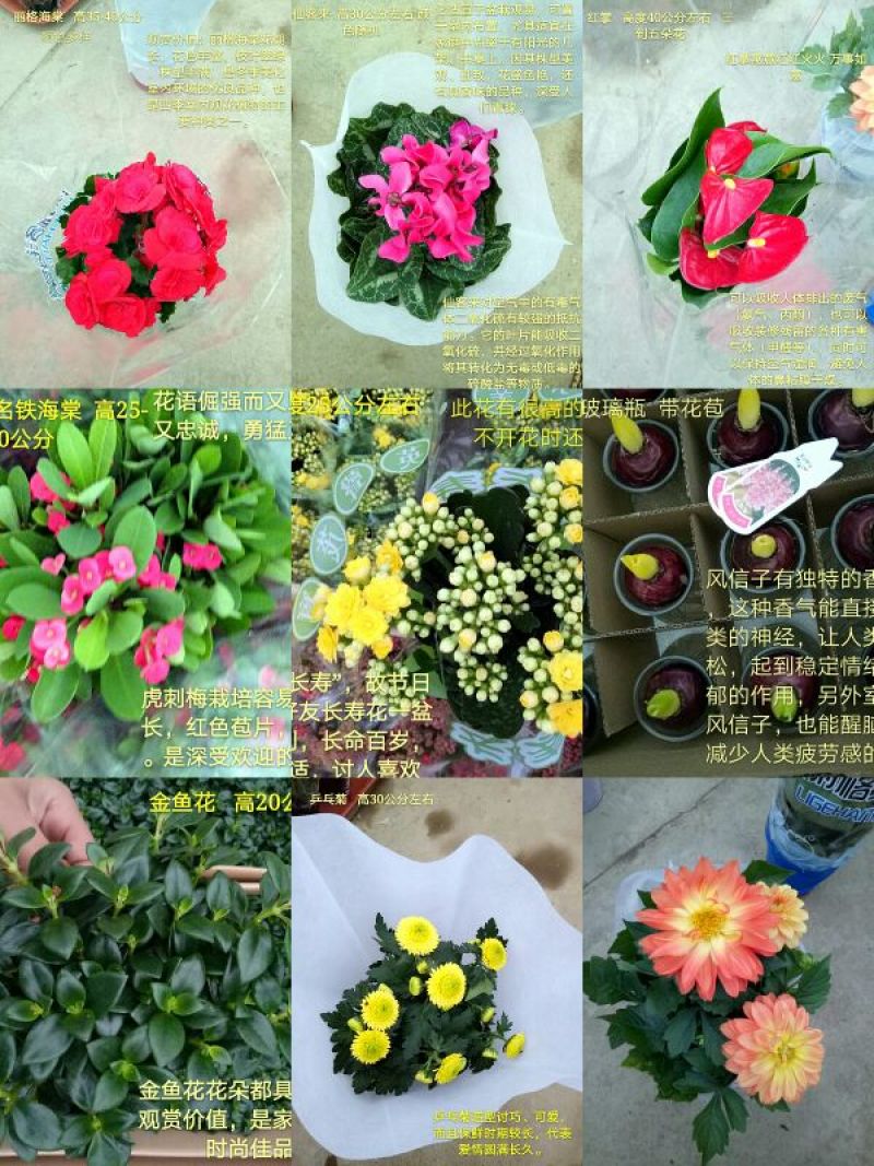 发财树单杆发财树品种齐全