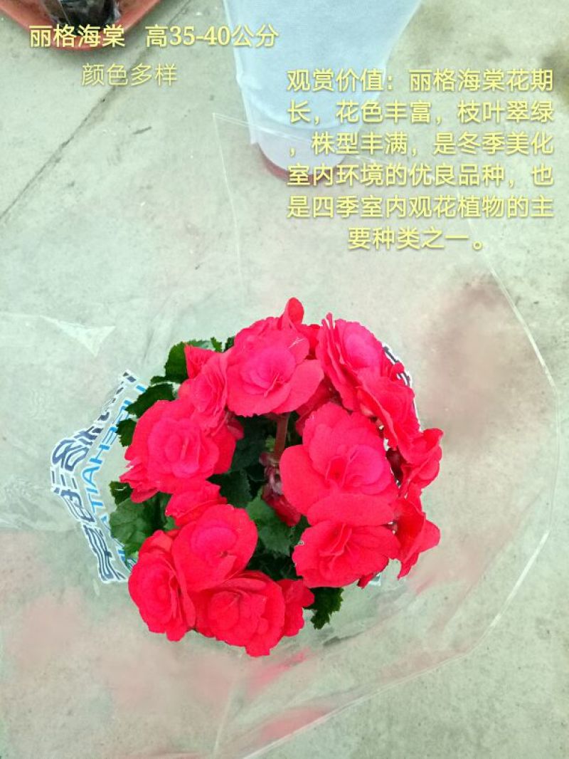 发财树单杆发财树品种齐全