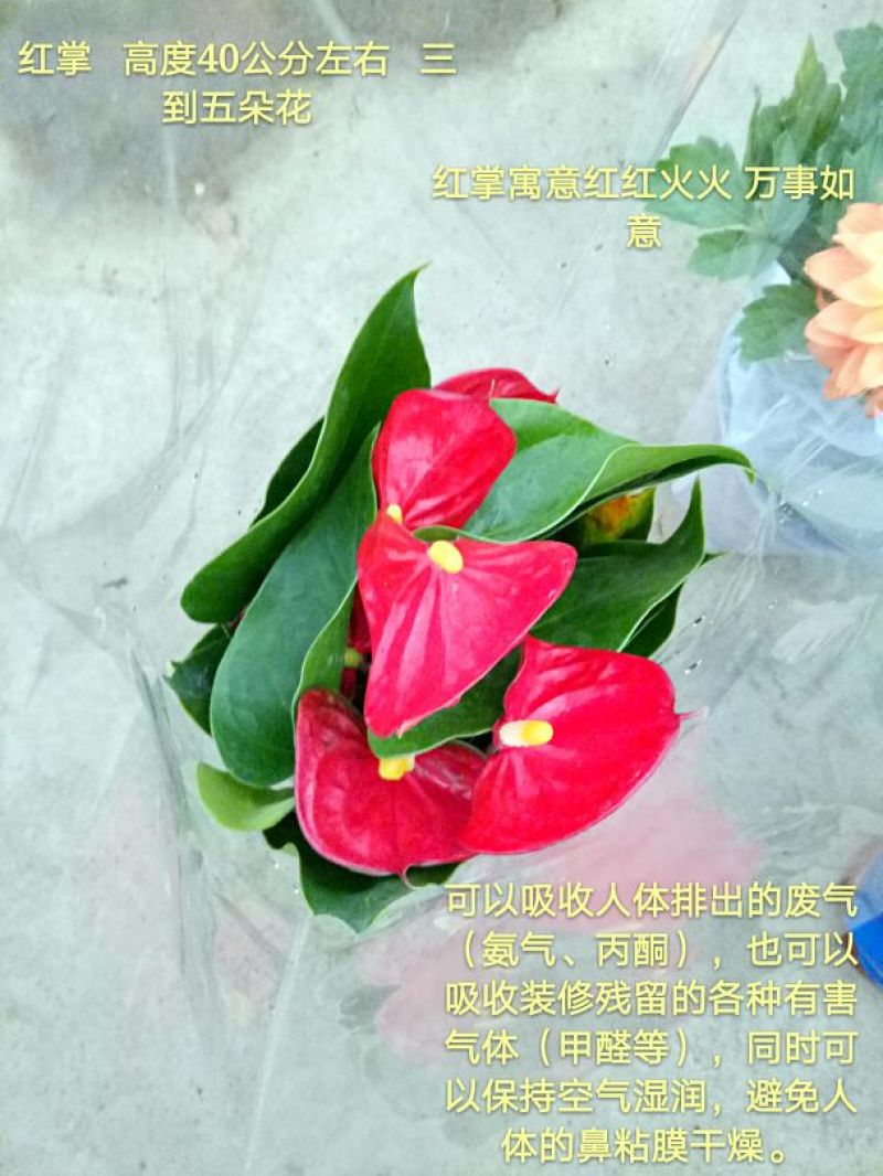 发财树单杆发财树品种齐全