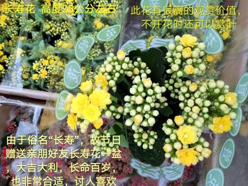 发财树单杆发财树品种齐全