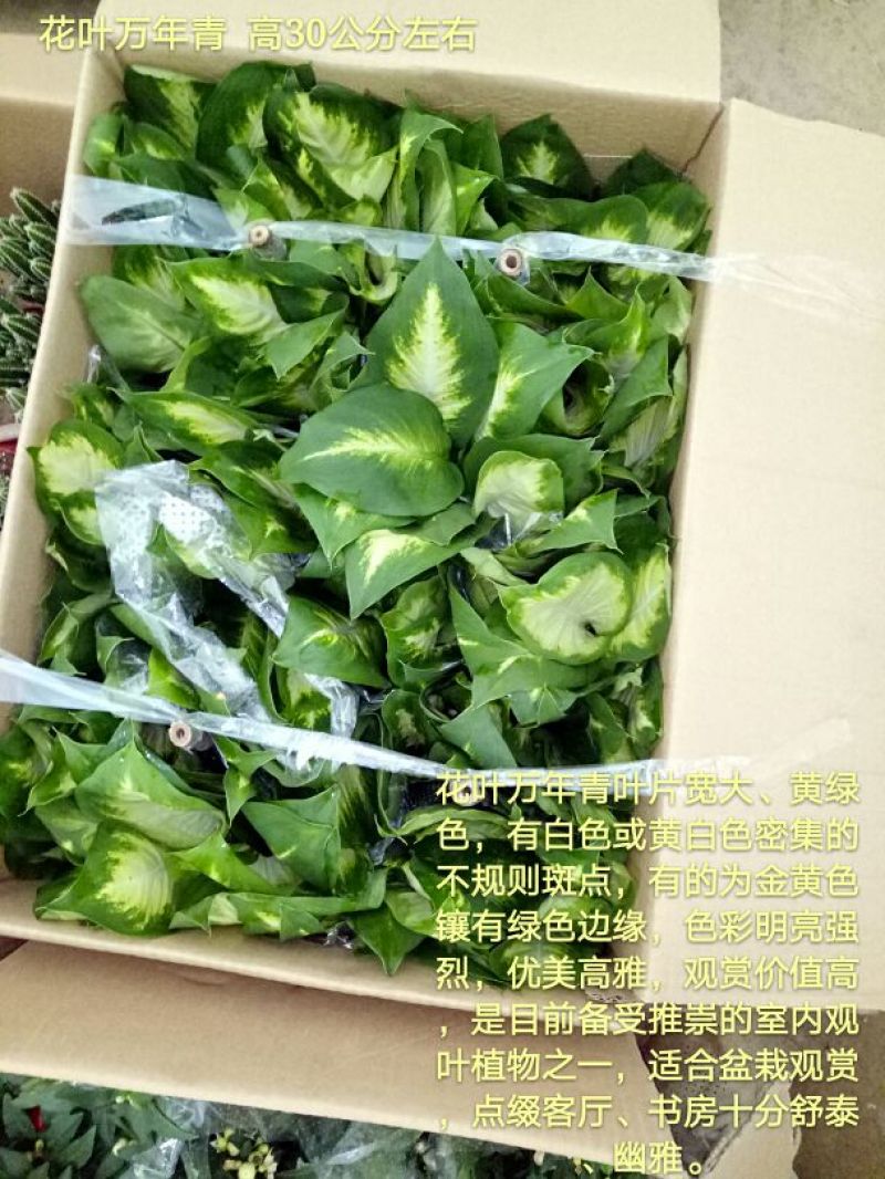发财树单杆发财树品种齐全