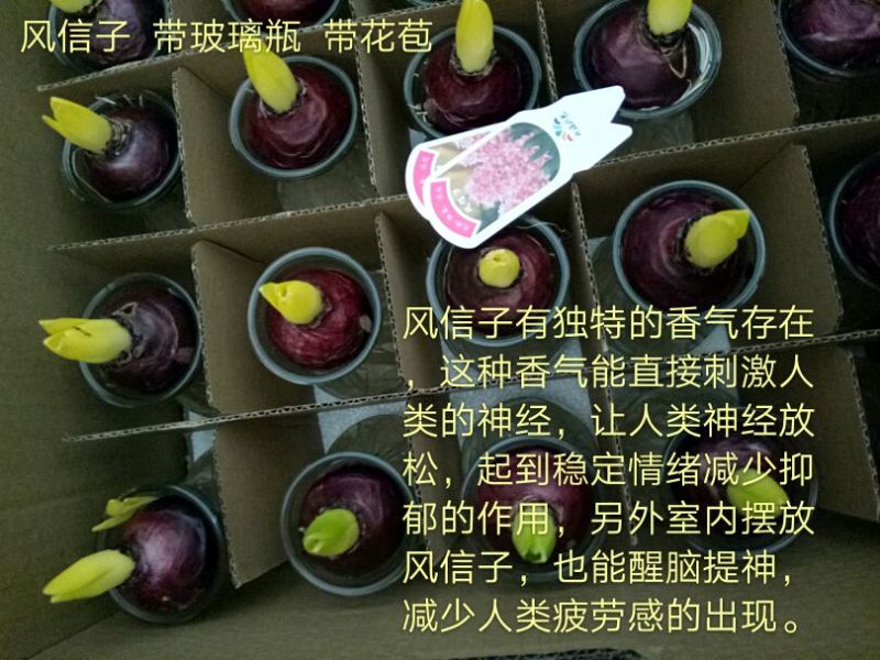 发财树单杆发财树品种齐全