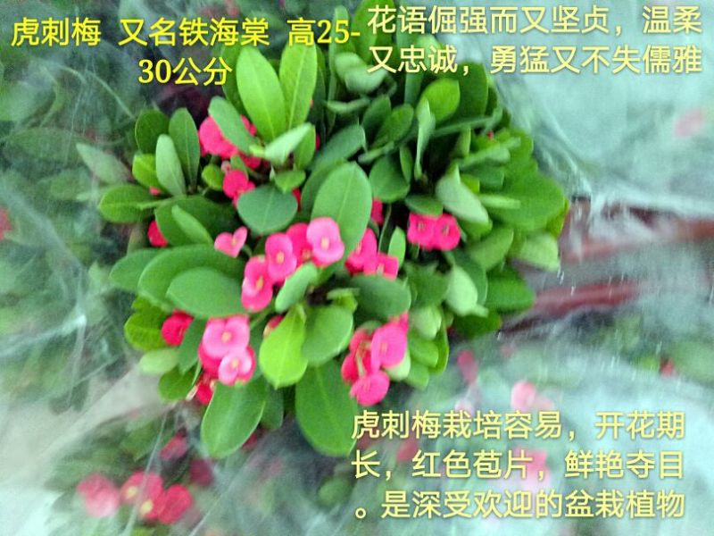 发财树单杆发财树品种齐全