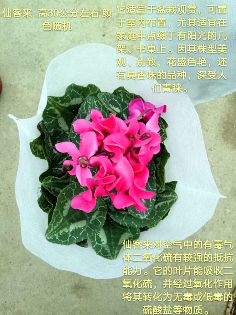 发财树单杆发财树品种齐全