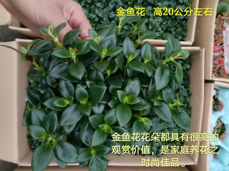 发财树单杆发财树品种齐全