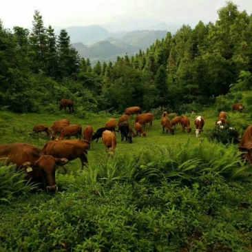 肉牛200~300斤