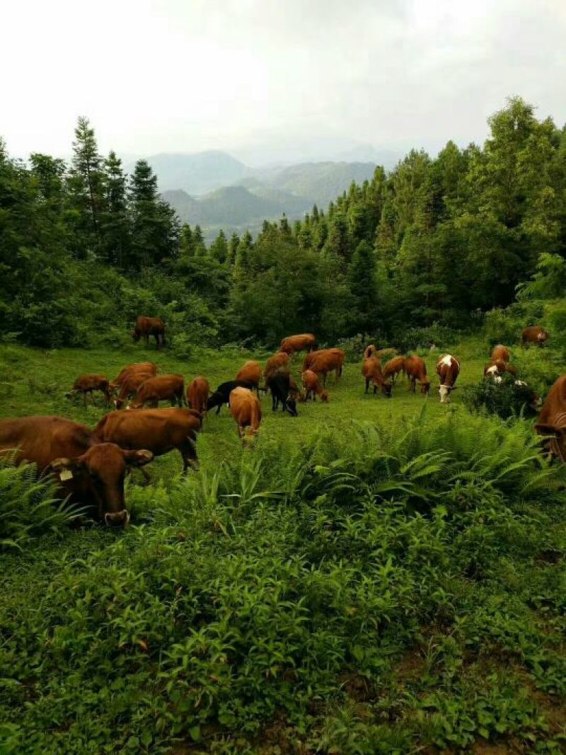 肉牛200~300斤