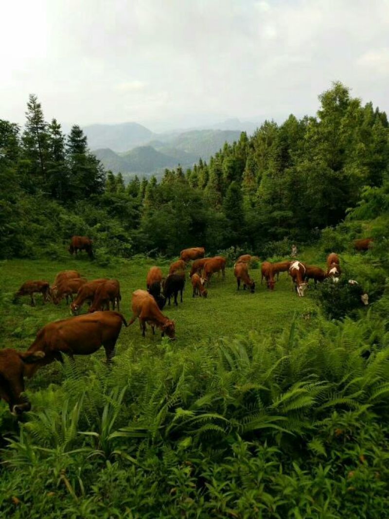 肉牛200~300斤