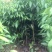 荔枝苗