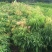 荔枝苗