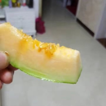 西州蜜瓜2斤以上椭圆形