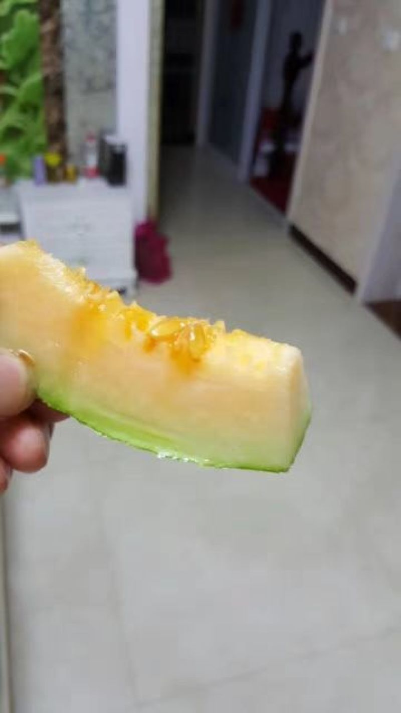 西州蜜瓜2斤以上椭圆形