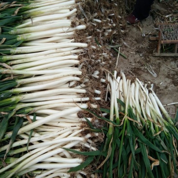 大葱毛葱2cm左右30~40cm