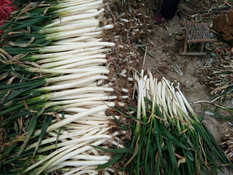 大葱毛葱2cm左右30~40cm