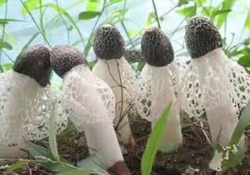 竹荪一级