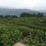 石阡苔茶二级