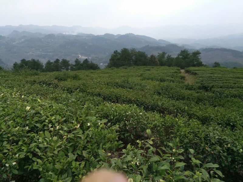 石阡苔茶二级