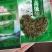 石阡苔茶二级