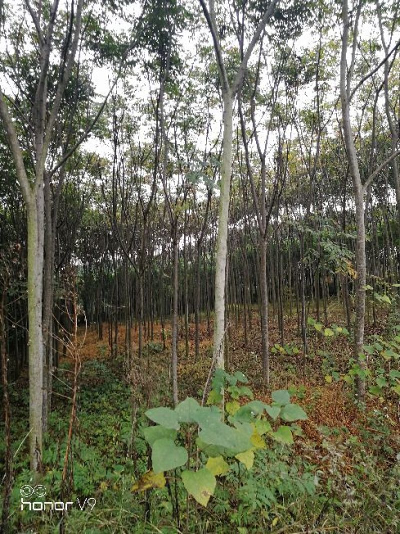 栾树12~14cm10~12cm4米以上