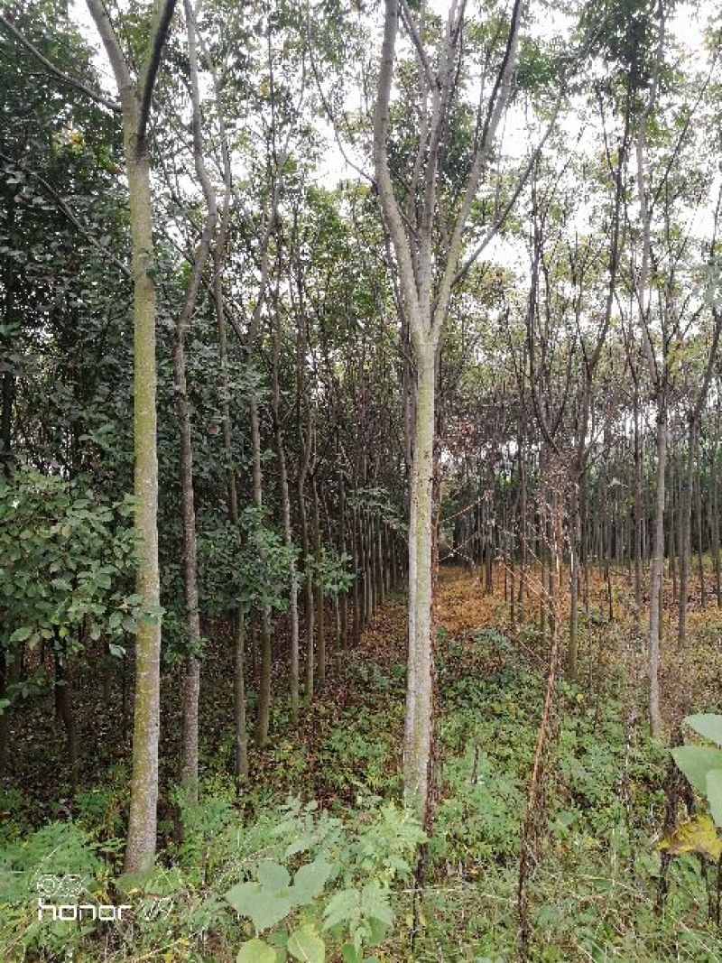 栾树12~14cm10~12cm4米以上