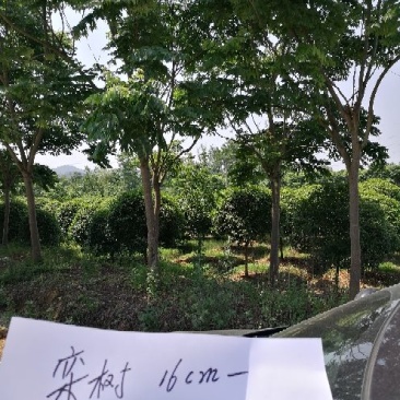 桂花10cm以下