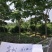桂花10cm以下