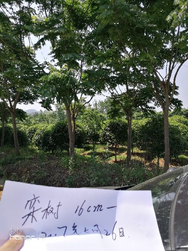 桂花10cm以下