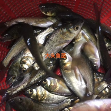 白鲈鱼苗
