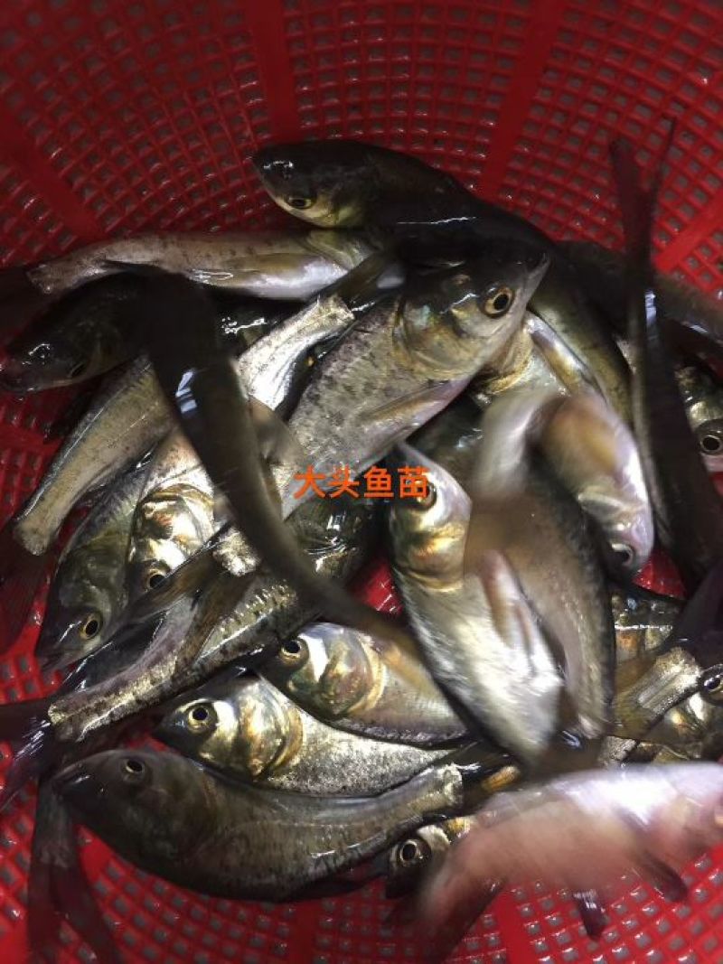 白鲈鱼苗