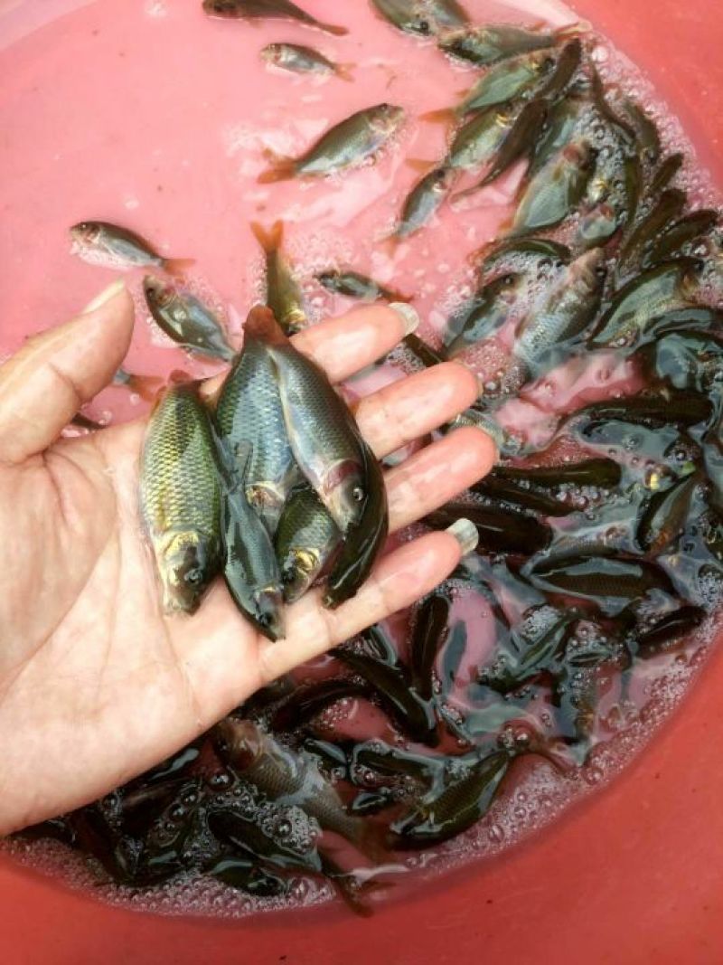 白鲈鱼苗
