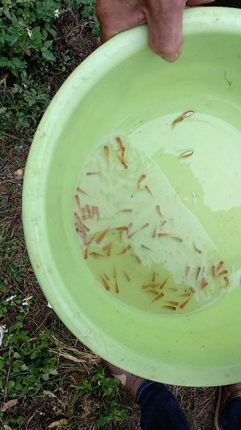 白鲈鱼苗