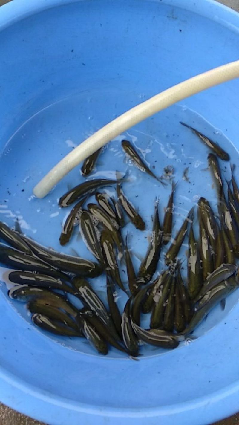 白鲈鱼苗