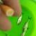白鲈鱼苗