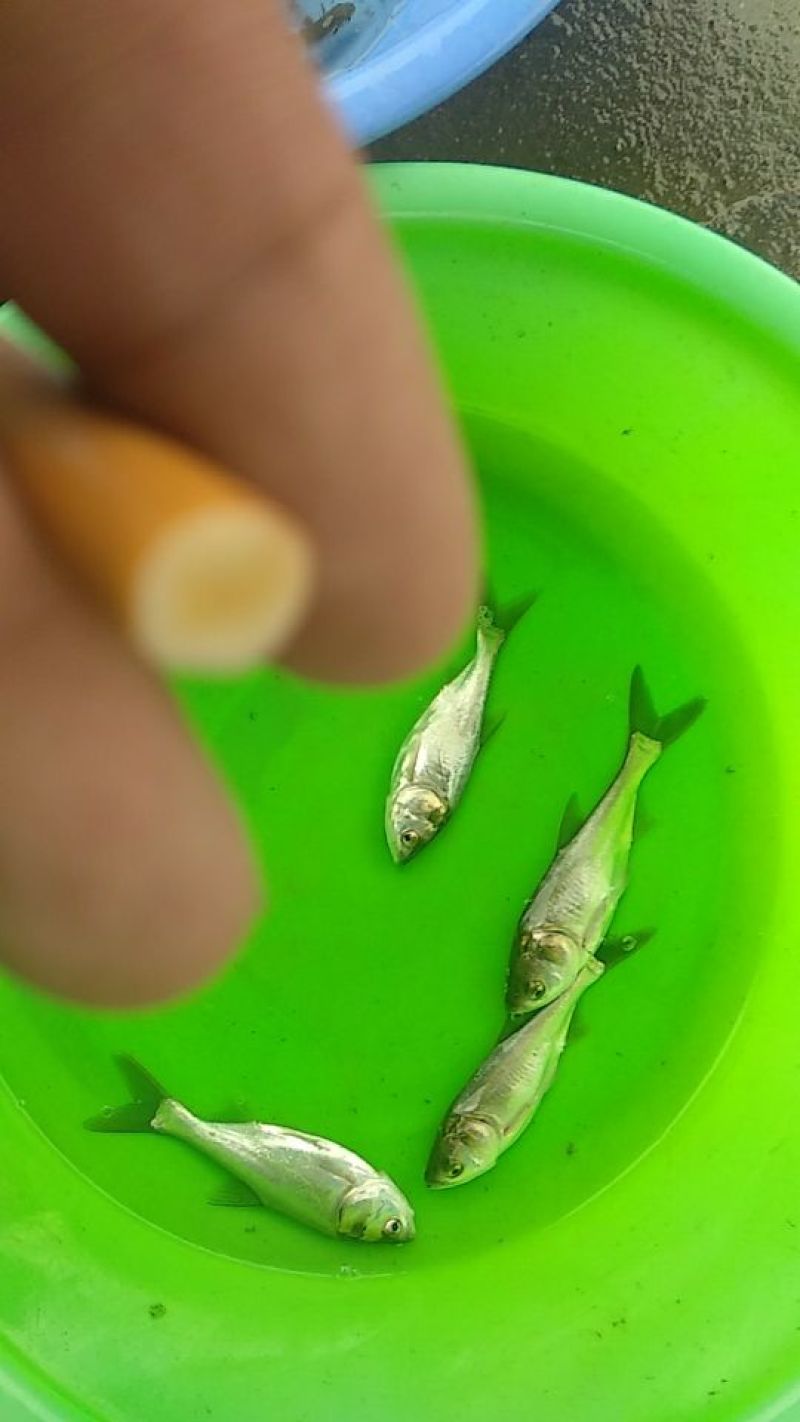 白鲈鱼苗