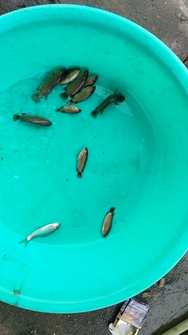 白鲈鱼苗