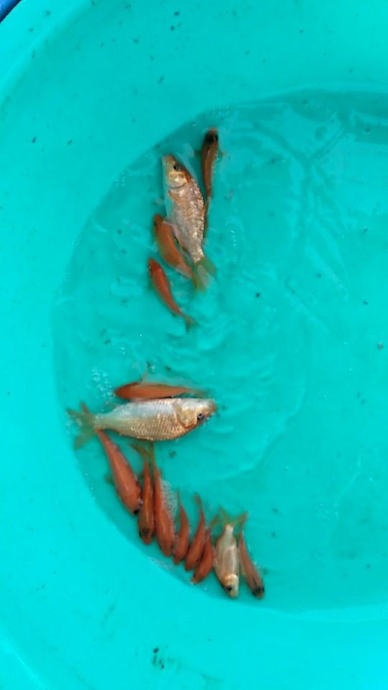 白鲈鱼苗